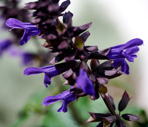 Salgoon™ Lake Onega Improved Salvia, Salvia 'Lake Onega Imp'